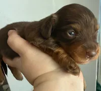 LH Grizzly Bear CKC, a male Miniature Dachshund for sale in San Antonio, TX – 1 of 10
