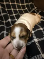 Rosa, a female Miniature Dachshund for sale in San Antonio, TX – 3 of 7
