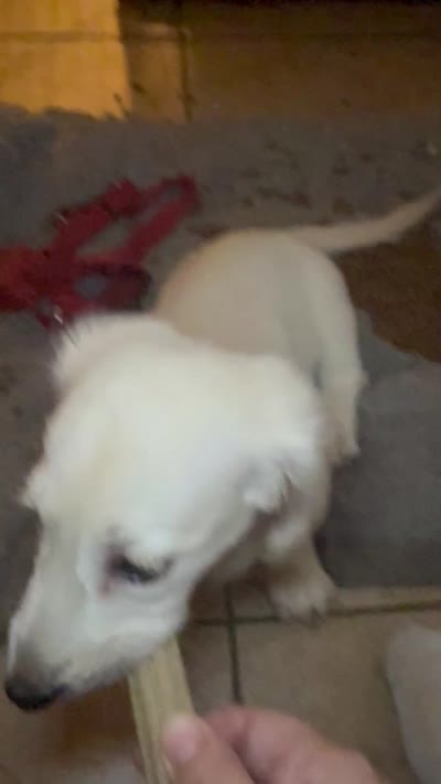 AKC Polar Bear LH, a male Miniature Dachshund for sale in San Antonio, TX – 6 of 6