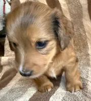 LH  Chewbacca , a male Miniature Dachshund for sale in San Antonio, TX – 4 of 10