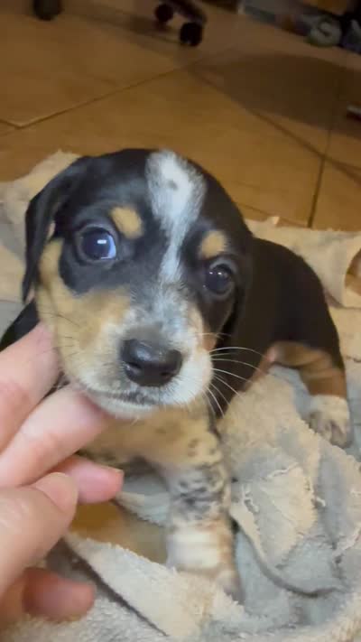 Oreo, a male Miniature Dachshund for sale in San Antonio, TX – 9 of 9