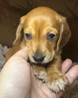AKC/CKC SH Betty, a female Miniature Dachshund for sale in San Antonio, TX – 4 of 10