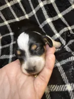 Cookie, a male Miniature Dachshund for sale in San Antonio, TX – 6 of 9