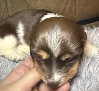 AKC/CKC LH Snickers , a male Miniature Dachshund for sale in San Antonio, TX – 6 of 10