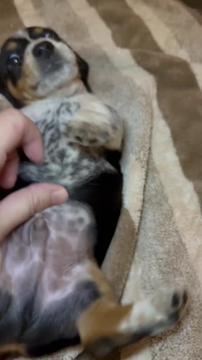 Oreo, a male Miniature Dachshund for sale in San Antonio, TX – 8 of 9