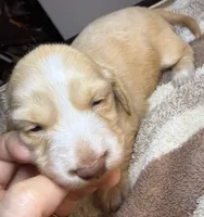 AKC LH Eleanor , a female Miniature Dachshund for sale in San Antonio, TX – 3 of 10