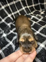 Leah, a female Miniature Dachshund for sale in San Antonio, TX – 2 of 7