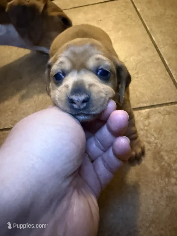 SH Andrea – Miniature Dachshund puppy for sale in San Antonio, TX