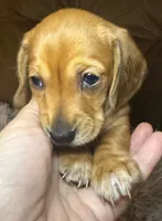 AKC/CKC SH Betty, a female Miniature Dachshund for sale in San Antonio, TX – 5 of 10