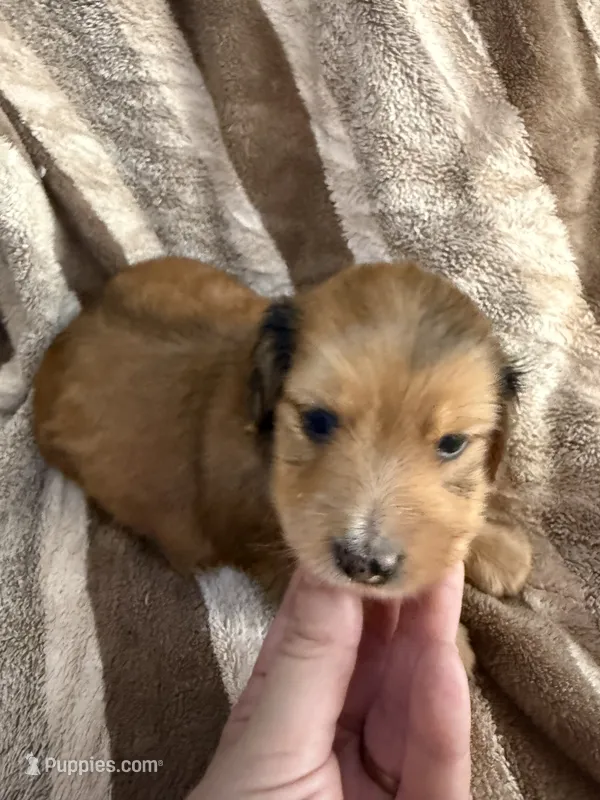 LH  Oliver – Miniature Dachshund puppy for sale in San Antonio, TX