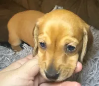 AKC/CKC SH Betty, a female Miniature Dachshund for sale in San Antonio, TX – 2 of 10