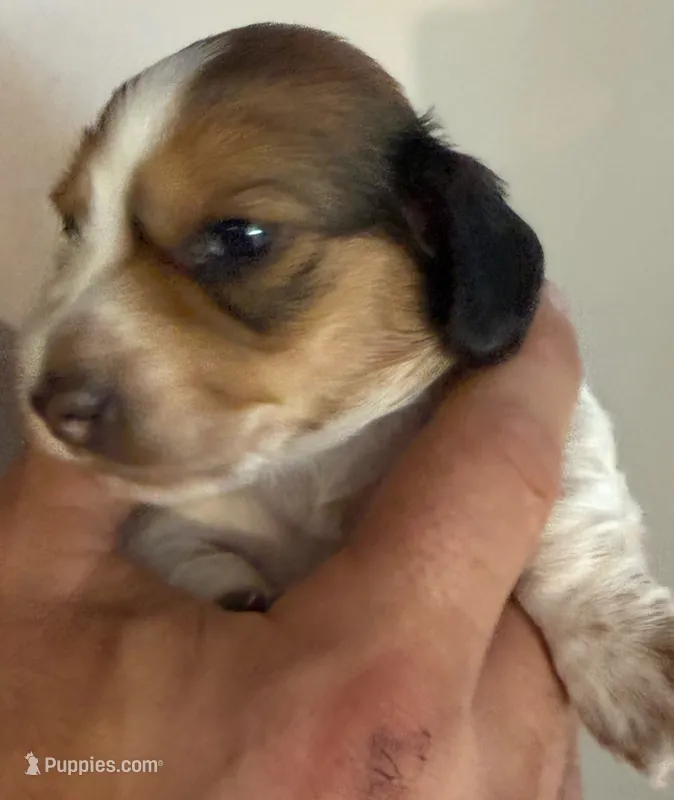 LH Rosa – Miniature Dachshund puppy for sale in San Antonio, TX