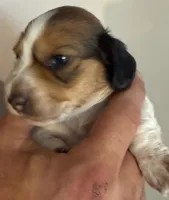 LH Rosa, a female Miniature Dachshund for sale in San Antonio, TX – 1 of 7