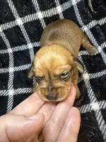 CKC Bella, a female Miniature Dachshund for sale in San Antonio, TX – 2 of 7
