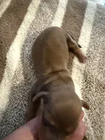 AKC LH Emma, a female Miniature Dachshund for sale in San Antonio, TX – 3 of 6