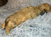 AKC/CKC LH Bella, a female Miniature Dachshund for sale in San Antonio, TX – 6 of 9