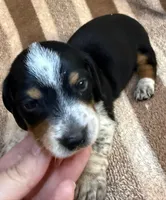 CKC Oreo, a male Miniature Dachshund for sale in San Antonio, TX – 2 of 10