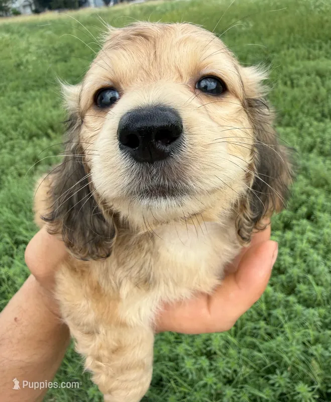 AKC/CKC LH Bella – Miniature Dachshund puppy for sale in San Antonio, TX