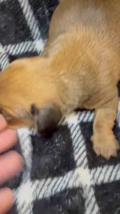 CKC Bella, a female Miniature Dachshund for sale in San Antonio, TX – 5 of 7