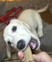 AKC Polar Bear LH, a male Miniature Dachshund for sale in San Antonio, TX – 3 of 6