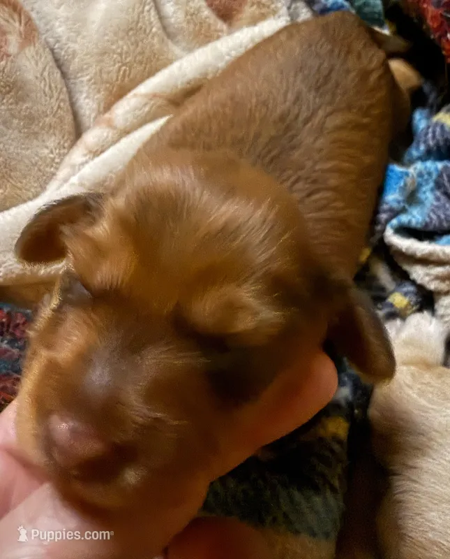 AKC LH Amelia – Miniature Dachshund puppy for sale in San Antonio, TX