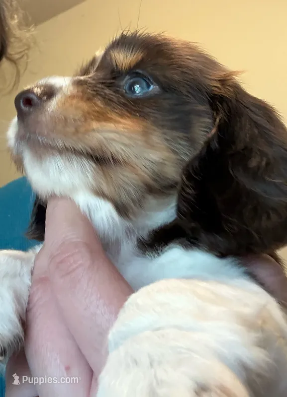 AKC/CKC LH Snickers  – Miniature Dachshund puppy for sale in San Antonio, TX