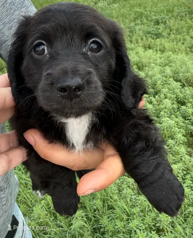 AKC/CKC LH Black Bear – Miniature Dachshund puppy for sale in San Antonio, TX