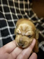 Andrea, a female Miniature Dachshund for sale in San Antonio, TX – 2 of 6