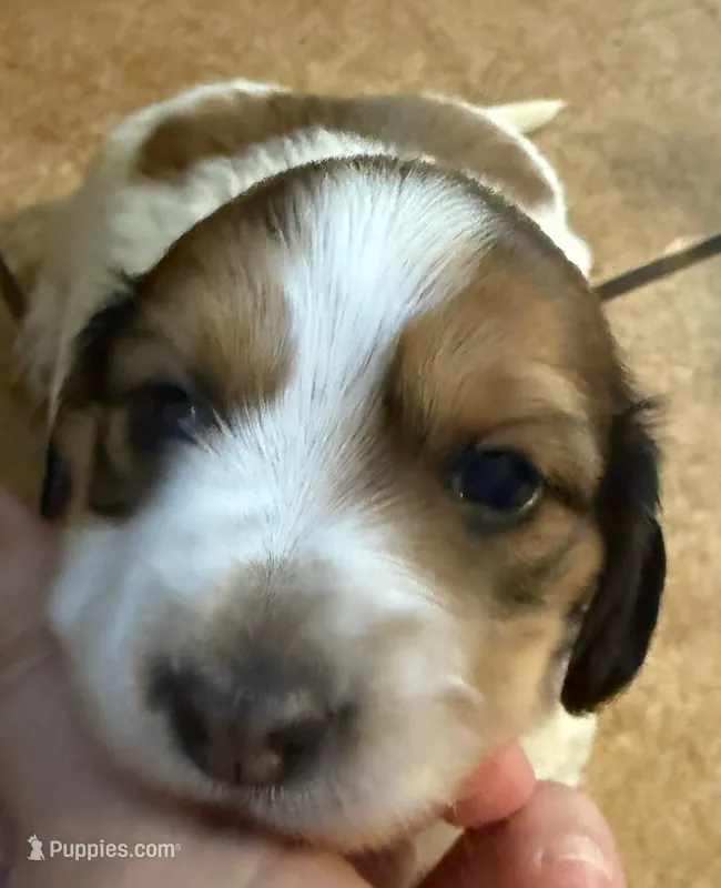 LH Rosa – Miniature Dachshund puppy for sale in San Antonio, TX