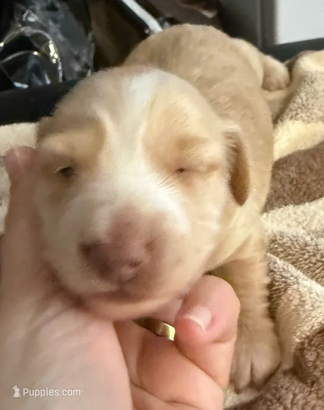 AKC Eleanor LH – Miniature Dachshund puppy for sale in San Antonio, TX