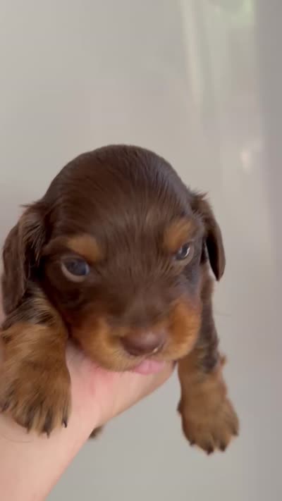 LH Cosmos CKC, a male Miniature Dachshund for sale in San Antonio, TX – 7 of 10
