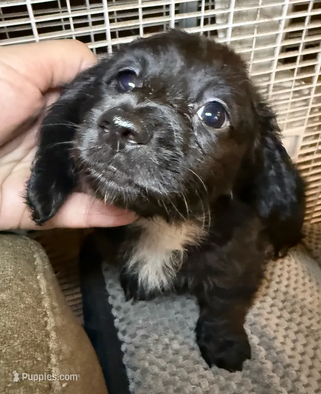 AKC/CKC LH Black Bear – Miniature Dachshund puppy for sale in San Antonio, TX