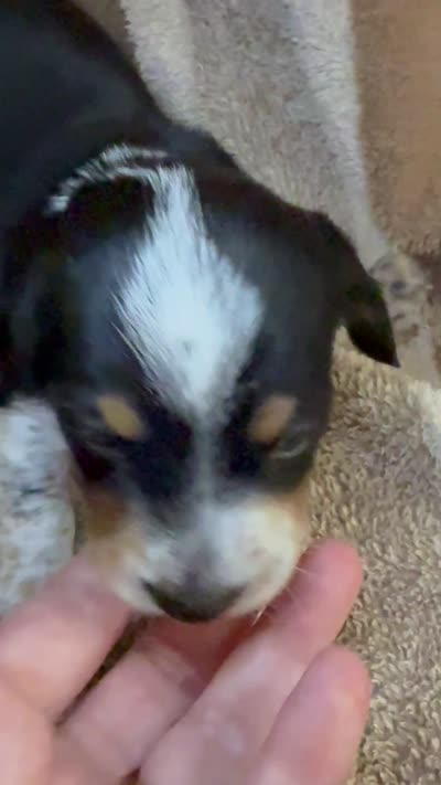 CKC Oreo, a male Miniature Dachshund for sale in San Antonio, TX – 8 of 10