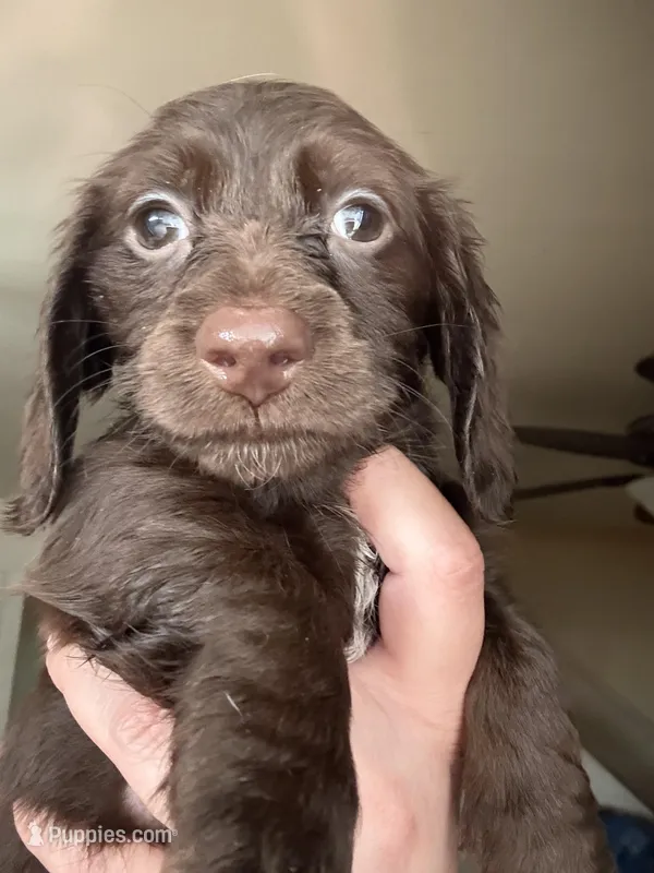 Hershey Long Hair – Miniature Dachshund puppy for sale in San Antonio, TX