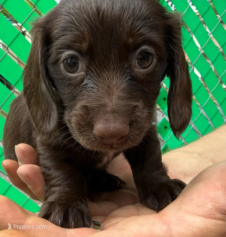 Hershey – Miniature Dachshund puppy for sale in San Antonio, TX