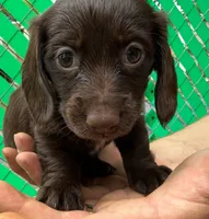 Hershey, a female Miniature Dachshund for sale in San Antonio, TX – Photo 1 of 9