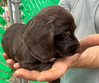 Hershey, a female Miniature Dachshund for sale in San Antonio, TX – Photo 5 of 9