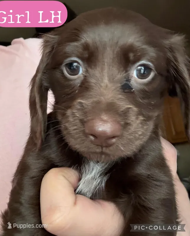 Hershey Long Hair – Miniature Dachshund puppy for sale in San Antonio, TX