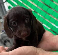 Hershey, a female Miniature Dachshund for sale in San Antonio, TX – Photo 3 of 9