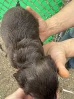 Hershey, a female Miniature Dachshund for sale in San Antonio, TX – Photo 7 of 9