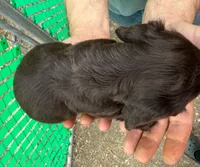Hershey, a female Miniature Dachshund for sale in San Antonio, TX – Photo 6 of 9