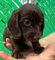 Hershey, a female Miniature Dachshund for sale in San Antonio, TX – Photo 2 of 9