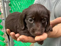 Hershey, a female Miniature Dachshund for sale in San Antonio, TX – Photo 4 of 9