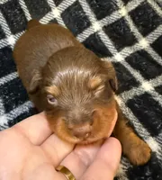 LH Grizzly Bear CKC, a male Miniature Dachshund for sale in San Antonio, TX – 5 of 10