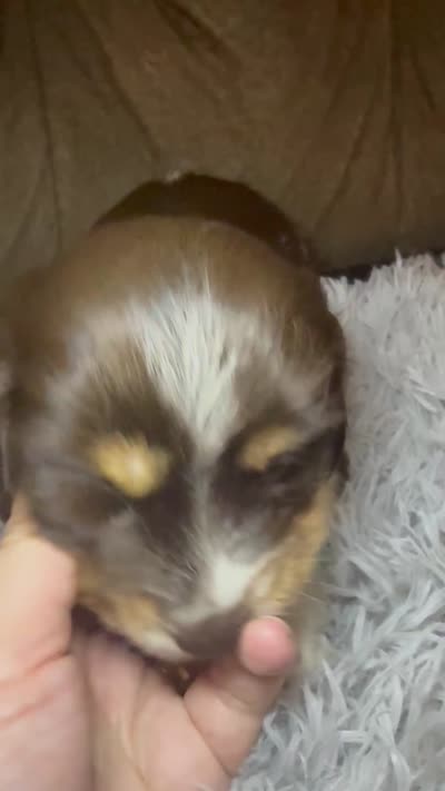 AKC/CKC LH Snickers , a male Miniature Dachshund for sale in San Antonio, TX – 8 of 10