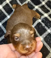 LH Grizzly Bear CKC, a male Miniature Dachshund for sale in San Antonio, TX – 4 of 10