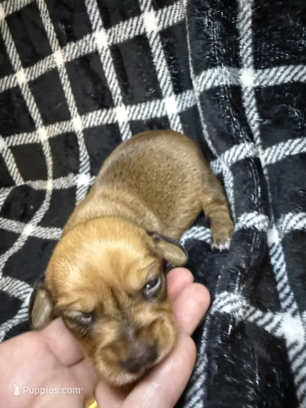 CKC Bella – Miniature Dachshund puppy for sale in San Antonio, TX