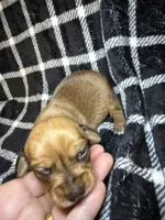 CKC Bella, a female Miniature Dachshund for sale in San Antonio, TX – 1 of 7