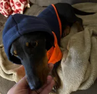 Millie, a female Dachshund for sale in San Antonio, TX – 3 of 4