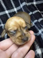 CKC Bella, a female Miniature Dachshund for sale in San Antonio, TX – 3 of 7